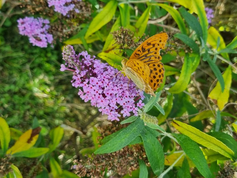Papillon. Grand tabac d'Espagne. arbre à papillon Buddleia. La Jonchère. Aline Mériau